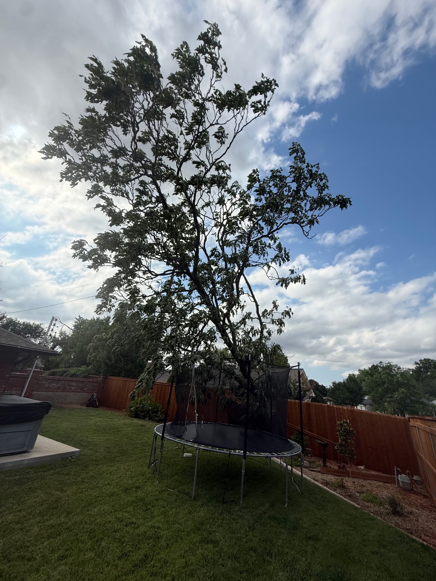Large hazardous tree near utility lines and residential property