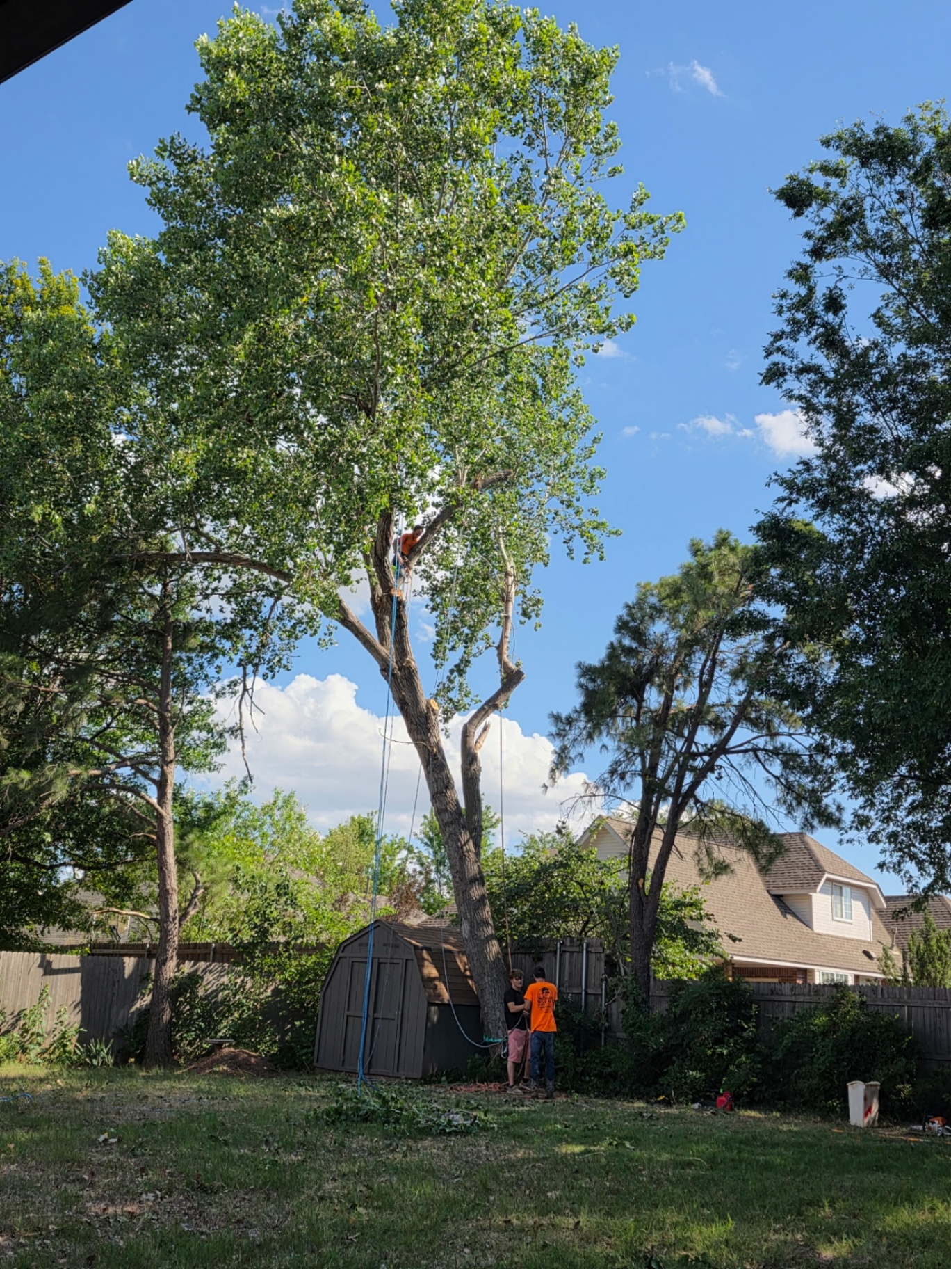 Wild Axe Arborists crew completing a large tree removal beside a shed in Oklahoma